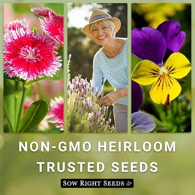 Sow Right Seeds - Russell Lupine Seeds for Planting - Non-GMO Heirloom Packet with Instructions to Plant in Your Garden - Perennial Flower to Attract Hummingbirds and Bees - Spiked Wildflower Mix (2)