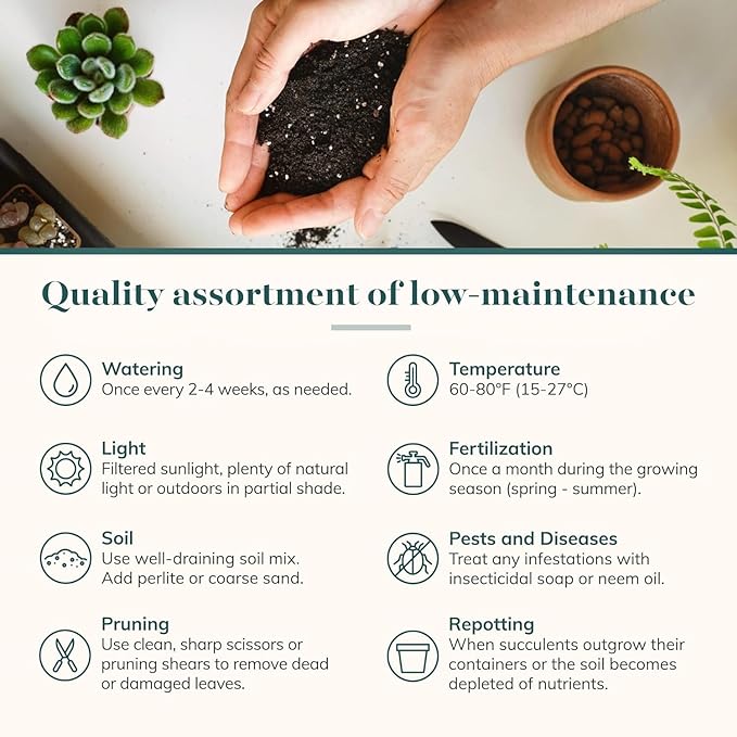 Shop Succulents Rosette Succulent Plant Pack Collection - Live Mini Succulent Plants, Low Maintenance, Floral Shaped Mix of Colors & Textures - Wedding and Party Favors, Gift & Garden, Pack of 100