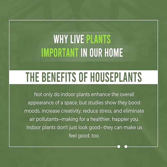 LEAL PLANTS ECUADOR Anthurium Warocqueanum (Pack of 2)| Green Live Plant for Indoors |Rare and Exotic Indoor Plants for Living Room | Queen Anthuriums House Plants | Warocqueanum Heart Plant