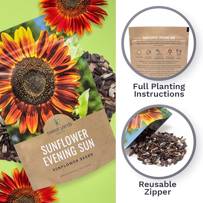 Evening Sun Sunflower Seeds - Bulk 1/4 Pound Bag - Over 5,000 Fresh Open Pollinated Non-GMO Flower Seeds - Helianthus annus - Large Glowing Blooms