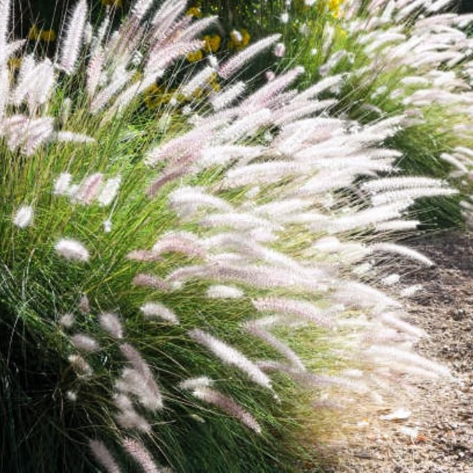 Pack 3 Fountain Grass Plants Live, 5-9 Inch Tall, Ornamental Grasses Live Plants Perennial, Well-Rooted Perennial Grass Clumps (Mix Fountain Grass)