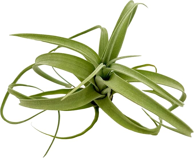Live Air Plants - Tillandsia Curly Slim Jumbo – 1 Count 5-9 inches – Ideal for Gifts & Presents, Live Indoor Plants & Live House-Plants – Live Plants for Home décor, 30 Day Guarantee