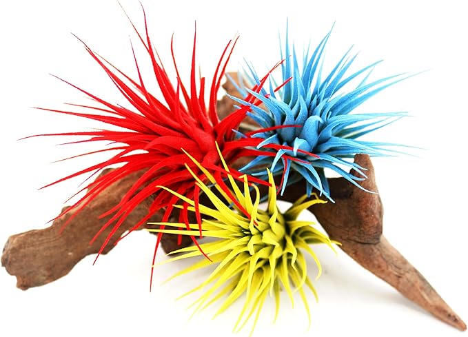 Live Extra Large Tillandsia Ionantha Guatemala Colorful Air Plant 3+ inch Enhanced Color Easy Care Indoor Outdoor Home Decor Gift Airplant by Awesome Industries (Light Blue XL)