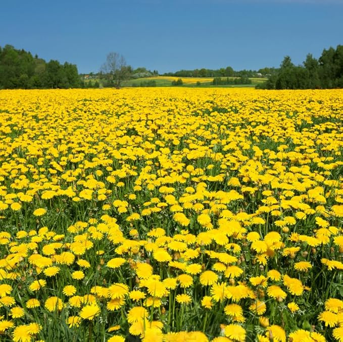 8000+ Dandelion Seeds for Planting Wild Flower Garden Home Seeds