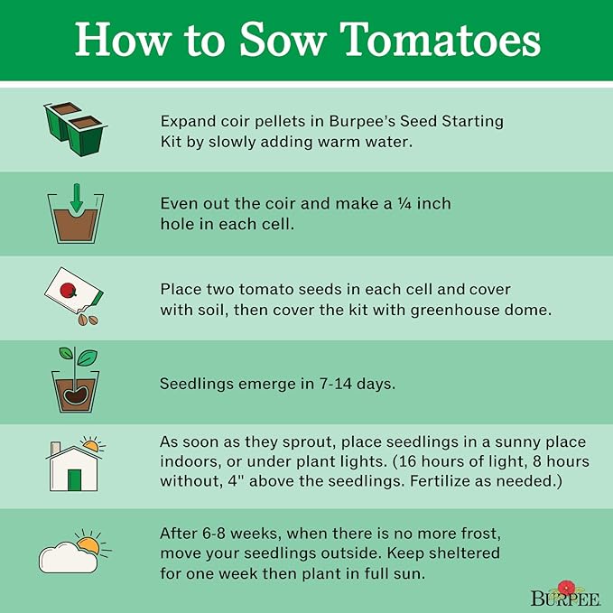 Burpee 'Polish Linguisa', Large Red Sauce & Paste Tomato, 30 Non-GMO Seeds