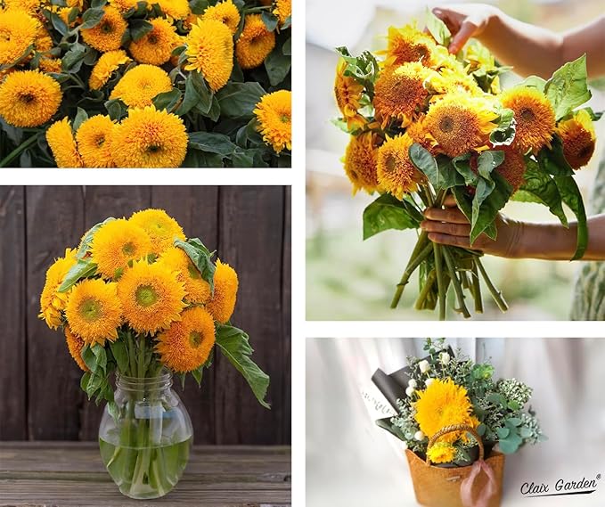 Sunflower Seeds - Teddy Bear - 50 Seeds - Heirloom, Non-GMO, USA Grown, Excellent for Pollinators, Annual, Deer Resistant - Sunflower Seeds for Any Home Garden