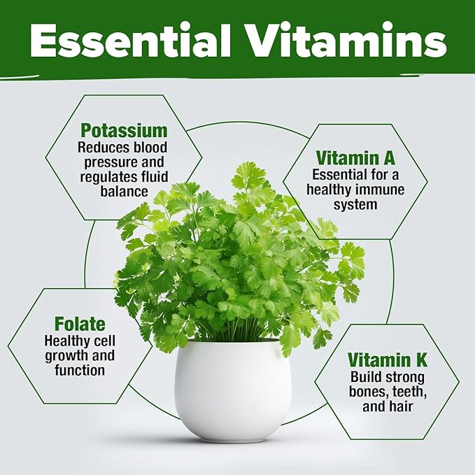 HOME GROWN π¨π¦π π£π₯ππ ππ¨π  500+ Cilantro Seeds for Planting Indoors or Outdoors - Heirloom π‘π’π‘-ππ π’ Coriander Seeds, Grow Your Own Cilantro Plant - Culinary Herb Seeds for Your Herb Garden