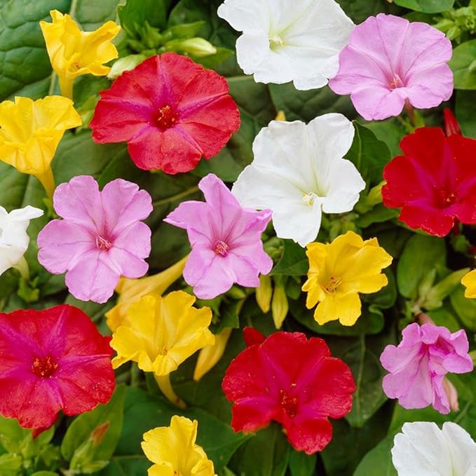 Seeds Four O'clock Marvel of Peru Mirabilis Mix Annual Non GMO Flowers for Planting