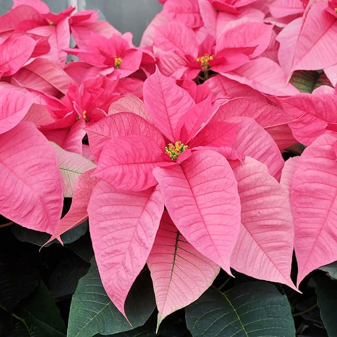 Poinsettia Seeds Christmas Star Perennial Drought Tolerant Landscape Hedges Screens Patio Container Indoor Outdoor 100Pcs Shrub Seeds by YEGAOL GARDEN