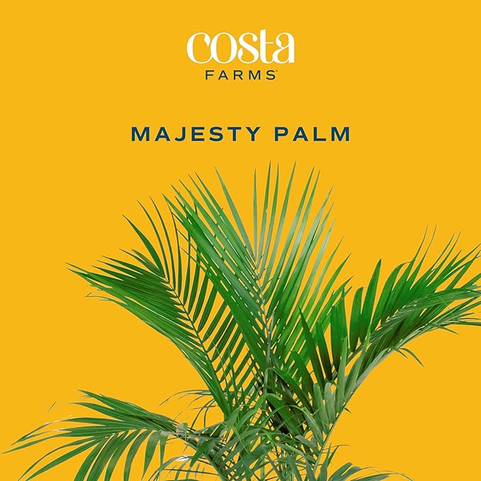Costa Farms Majesty Palm Live Plant, Indoor and Outdoor Palm Tree, Potted in Plant Pot and Soil, Tropical Floor Houseplant, Housewarming, Patio, Balcony, Office, Home, and Room Decor, 3-4 Feet Tall