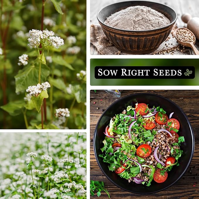 Sow Right Seeds - Annual Buckwheat Seed for Planting - Cover Crops to Plant in Your Home Vegetable Garden - Enriches Soil - Suppresses Weeds - Helps Erosion - Non-GMO Heirloom Seeds - Great Gift (1)