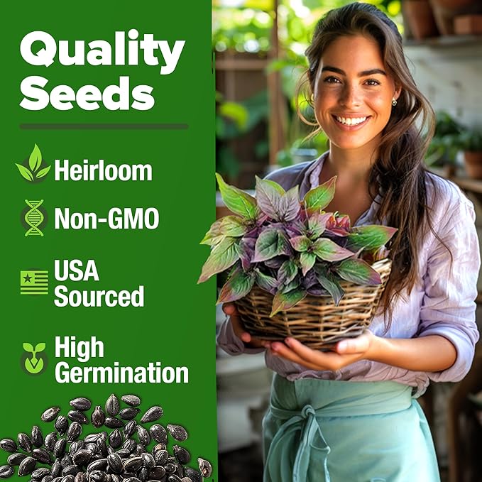 HOME GROWN Thai Basil Seeds Pack - 438 High Germination π‘π’π‘-ππ π’ π¨π¦π Heirloom Herb Seeds for Planting,Ideal for Growing Fresh Basil Planting Indoor or Outdoor(Ocimum basilicum var.thyrsiflora)