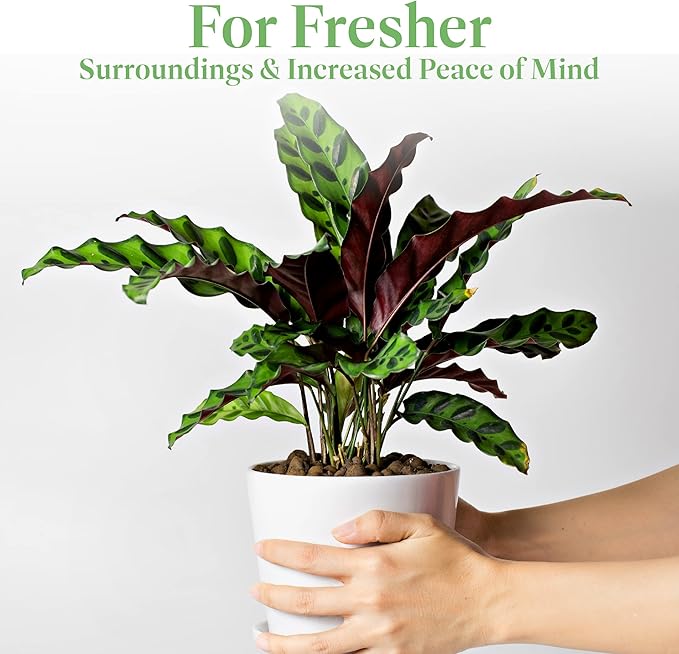 American Plant Exchange Calathea Rattlesnake with Stylish Pot Cover, Live Indoor Houseplant, 6-Inch Pot, Long Leaf Prayer Plant, Pet Safe, Tropical Houseplant for Home & Garden Décor