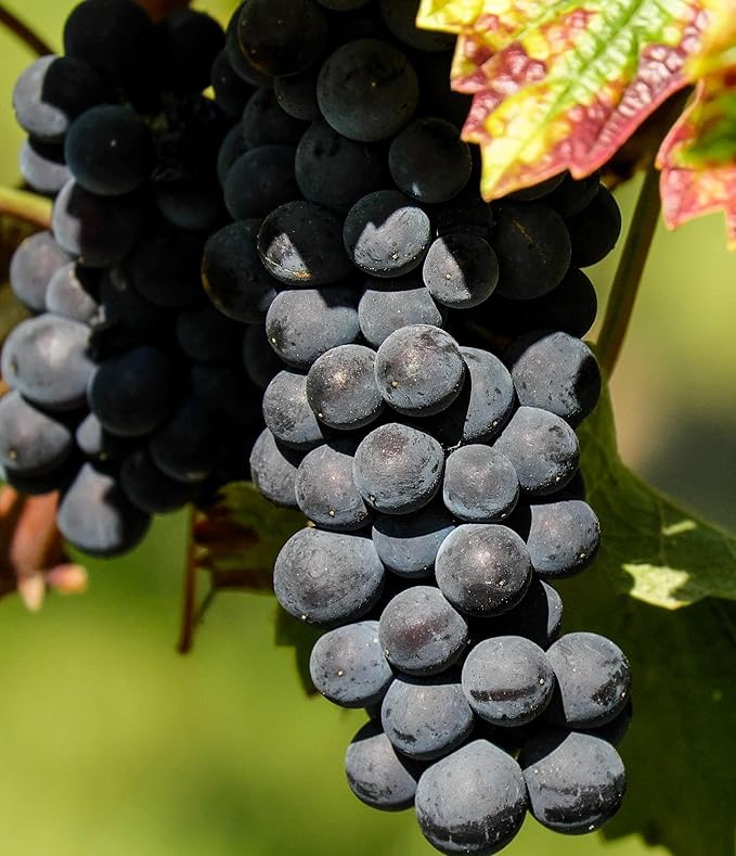 40+ Grape Seeds Vine Fruit Seeds Mix Plant Home Garden Non-GMO Heirloom Seeds