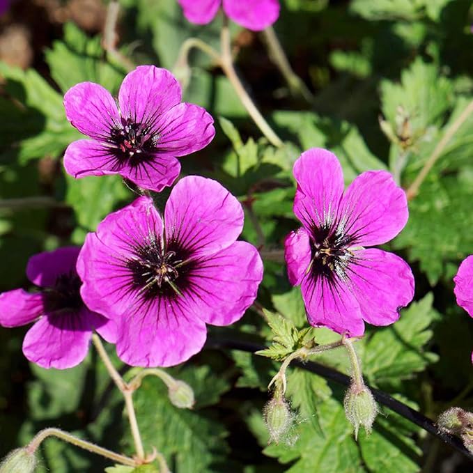 Geranium Subcaulescens 'Giuseppii' Seeds Cranesbill Evergreen Perennial Attracts Butterflies Deer & Rabbit Resistant Ground Cover Rock Garden Patio Outdoor 200Pcs Flower Seeds by YEGAOL Garden