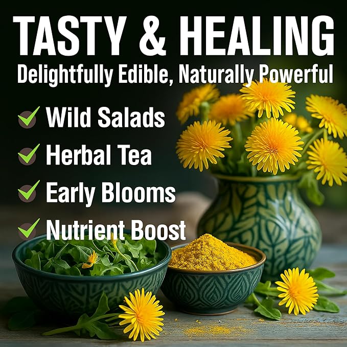 HOME GROWN 𝗨𝗦𝗔 𝗣𝗥𝗘𝗠𝗜𝗨𝗠 Dandelion Seeds for Planting – 600 Heirloom Medicinal Herb Seeds (~0.3g) 𝗡𝗢𝗡-𝗚𝗠𝗢 Grow Edible Leaves and Flowers for Remedies or Wildlife (Taraxacum officinale)