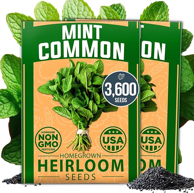 HOME GROWN Premium Common Mint Seeds (Bulk Pack) 3,600 π‘π’π‘-ππ π’ π¨π¦π Heirloom Herb Seeds, USA Sourced | Ideal for Planting Outdoors or Indoors for a Fresh Mint Tea Garden (Mentha spp)