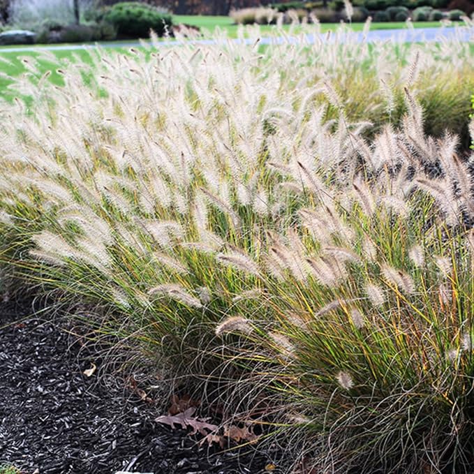 Pack 3 Fountain Grass Plants Live, 5-9 Inch Tall, Ornamental Grasses Live Plants Perennial, Well-Rooted Perennial Grass Clumps (White Fountain Grass)