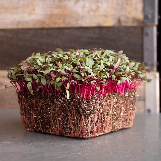 Beet Seeds - Red Round - 5 Lb ~120,000 Seeds - Beta vulgaris - Microgreens Seed - Non-GMO, Heirloom, Open Pollinated, Annual