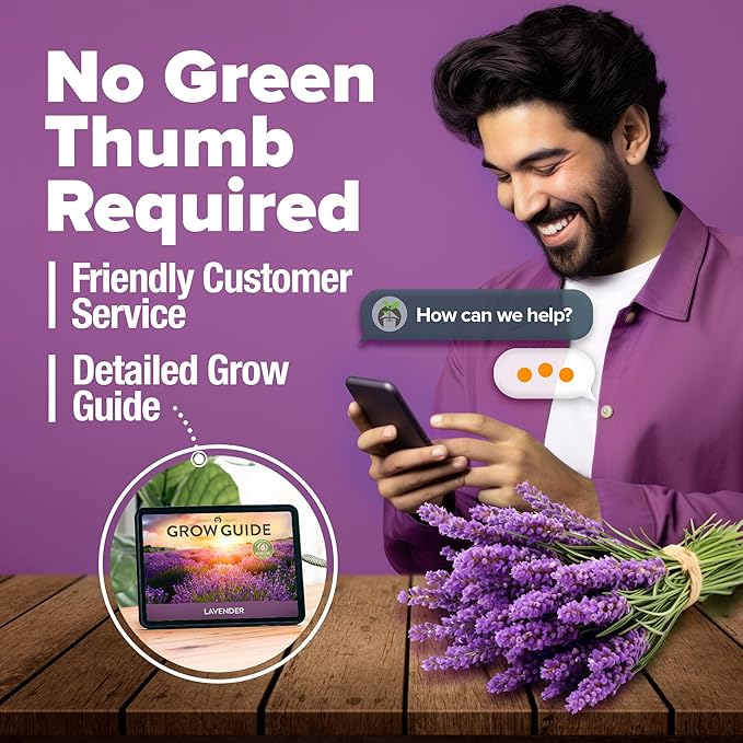 HOME GROWN π¨π¦π π£π₯ππ ππ¨π  English Lavender Seeds 2 Pack 3000 π‘π’π‘-ππ π’ Wildflower Seed, for Planting Indoor Outdoor High Germination Flower Seeds (Lavandula antustifolia)