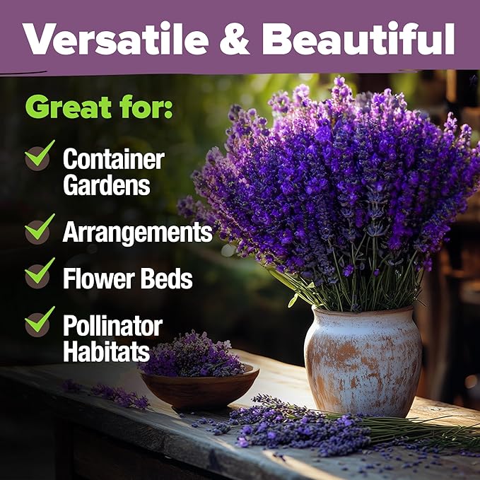 HOME GROWN π¨π¦π π£π₯ππ ππ¨π  English Lavender Seeds 1,500+ π‘π’π‘-ππ π’ Wildflower Seed for Planting Indoor/Outdoor, High Germination, Plant Flower Seeds (Lavandula antustifolia)