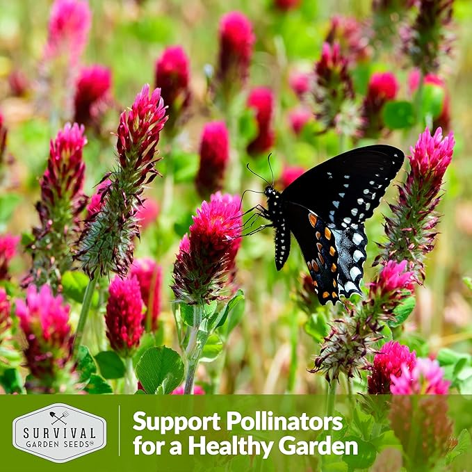 Crimson Clover Seed for Planting - 3 Packets with Instructions to Plant & Grow Flowers or Cover Crop in Your Home Vegetable Garden - Non-GMO Heirloom Variety - Survival Garden Seeds