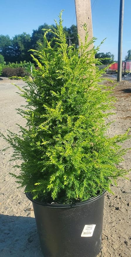 Live plant from Green Promise Farms Juniperus Communis Cone Evergreen Plant, 3 Size Container, Gold/Green