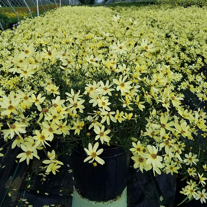 Coreopsis verticillata 'Moonbeam' (Tickseed) Perennial, pale yellow flowers, 1 - Size Container
