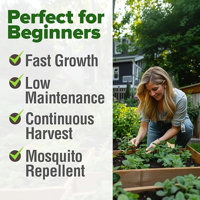 HOME GROWN π¨π¦π π£π₯ππ ππ¨π  Lemon Balm Seed Pack - 403 Non-GMO USA Heirloom Herbal Tea Seeds - Bulk Lemon Balm Seeds for Planting Gardens Indoors or Outdoors - Herb Seeds (Melissa officinalis)