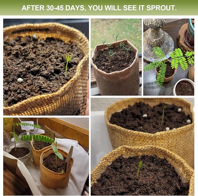 Bonsai Tree Kit, 5 X Unique Japanese Bonsai Trees, Include Bonsai Tree Seeds, Tools, Complete Indoor Bonsai Starter Kit for Growing Bonsai Plants, Gardening Gifts for Women & Men