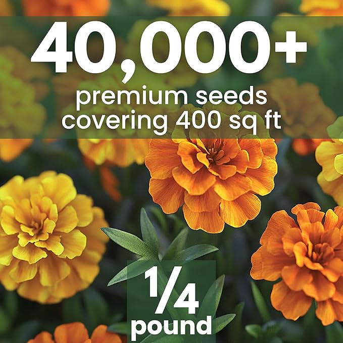 African Marigold Crackerjack - Bulk 1/4 Pound Pouch - 40,000 Flower Seeds for Planting - Tagetes erecta