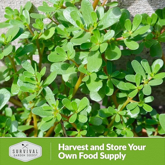 Common Purslane Seed for Planting - 2 Packets with Instructions to Plant and Grow Green Portulaca Oleracea in Your Home Vegetable Garden - Non-GMO Heirloom Variety - Survival Garden Seeds