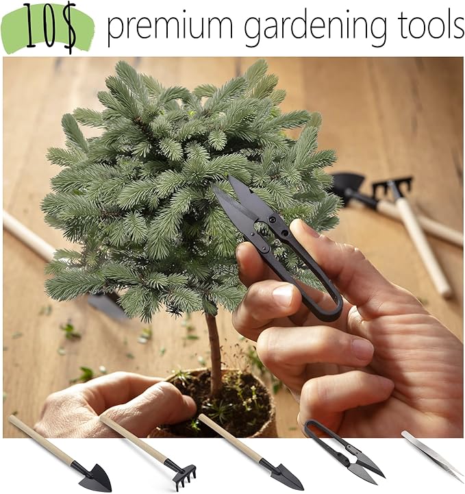 Bonsai Starter Kit – 1x Jacaranda Bonsai Tree | Complete Indoor Starter Kit for Growing Bonsai Plants with Tools & Planters – Gardening Gifts for Women & Men