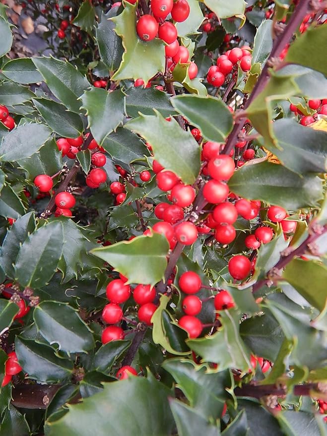 Ilex X meserveae 'Berryific' (Holly) Evergreen, Male & female in same pot, #3 - Size Container