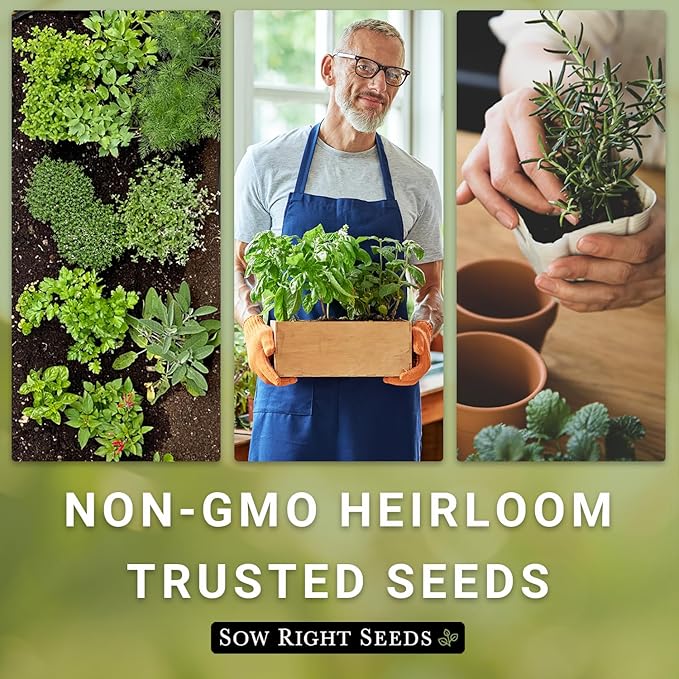 Sow Right Seeds - Oregano Seed for Planting - Non-GMO Heirloom- Instructions to Plant and Grow a Kitchen Herb Garden - Indoor or Outdoor - Gardening Gift - Produces Flavorful Leaves for Seasoning (4)