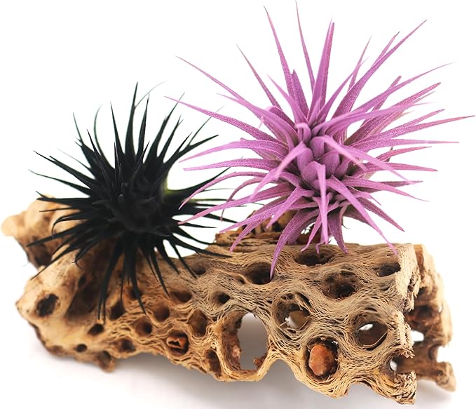 Live Extra Large Tillandsia Ionantha Guatemala Colorful Air Plant 3+ inch Enhanced Color Easy Care Indoor Outdoor Home Decor Gift Airplant by Awesome Industries (Lavender XL)