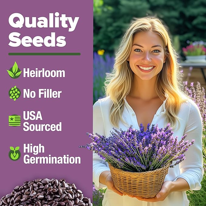 HOME GROWN π¨π¦π π£π₯ππ ππ¨π  English Lavender Seeds 1,500+ π‘π’π‘-ππ π’ Wildflower Seed for Planting Indoor/Outdoor, High Germination, Plant Flower Seeds (Lavandula antustifolia)