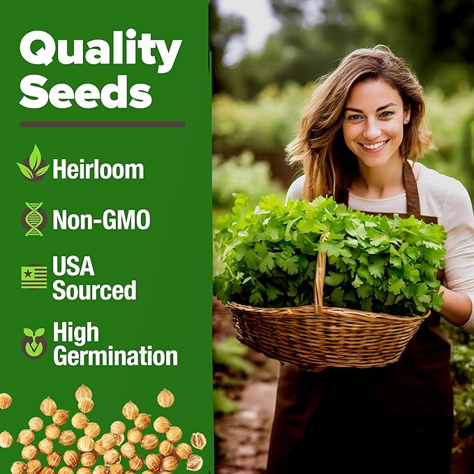HOME GROWN π¨π¦π π£π₯ππ ππ¨π  1000+ Cilantro Seeds for Planting Indoors or Outdoors - Non-GMO Heirloom Herbs, Coriander Plant Seeds - Complete Your Herb Seeds Collection for Your Indoor Herb Garden