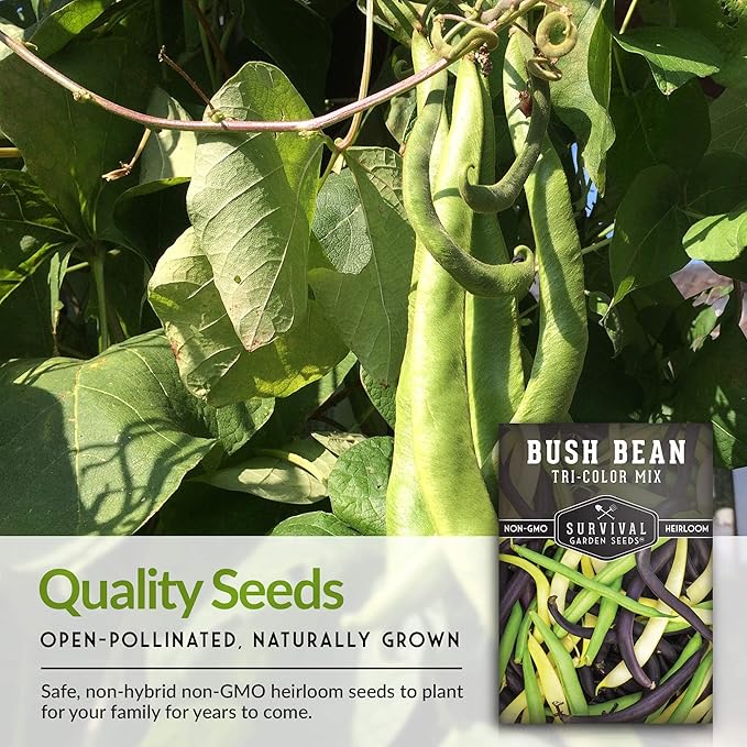 Survival Garden Seeds - Tri-Color Bean Seed for Planting - 2 Packs with Instructions to Plant and Grow Yellow, Purple, and Green Bush Beans in Your Home Vegetable Garden - Non-GMO Heirloom Variety