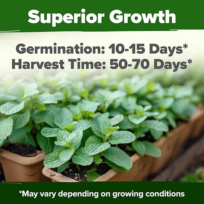 HOME GROWN Premium Common Mint Seeds (Bulk Pack) 3,600 π‘π’π‘-ππ π’ π¨π¦π Heirloom Herb Seeds, USA Sourced | Ideal for Planting Outdoors or Indoors for a Fresh Mint Tea Garden (Mentha spp)