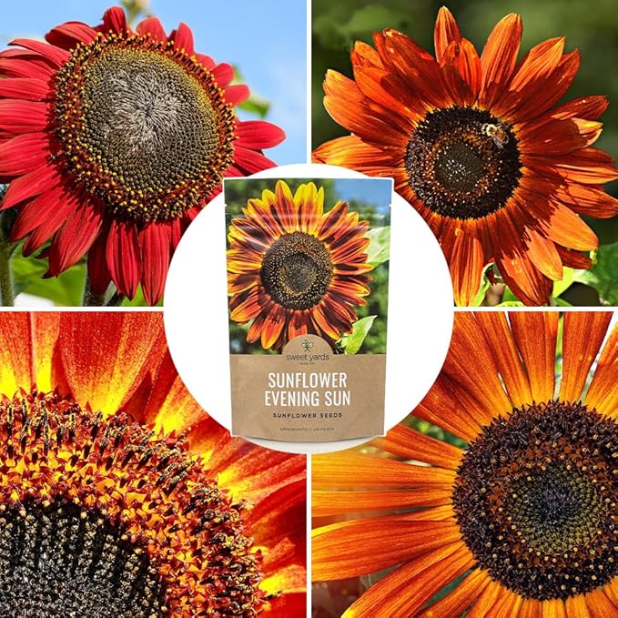 Evening Sun Sunflower Seeds - Bulk 1/4 Pound Bag - Over 5,000 Fresh Open Pollinated Non-GMO Flower Seeds - Helianthus annus - Large Glowing Blooms