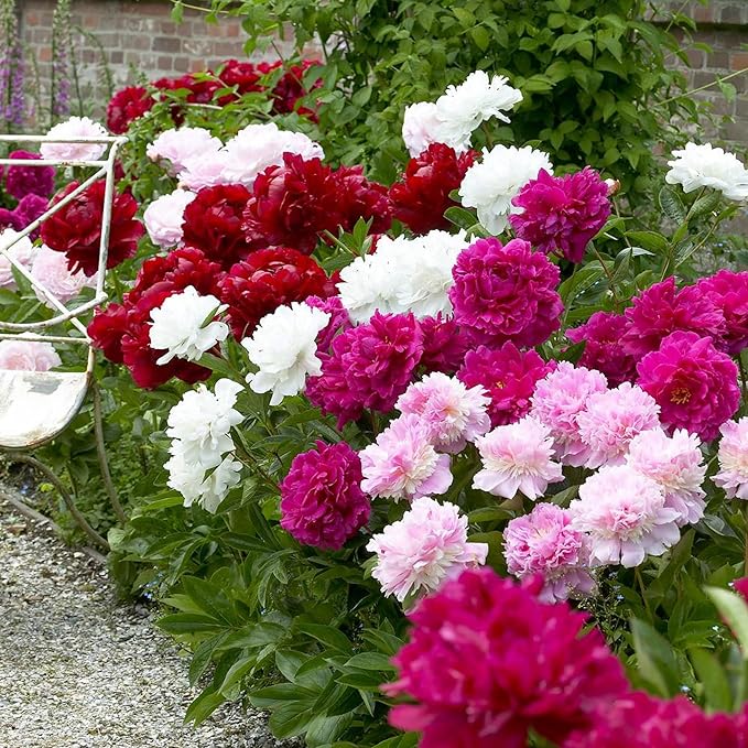CHUXAY GARDEN Mix Peony Flower Seed 50 Seeds Pink Red White Beauty Flowers Perennial Flowering Plant Native Wildflower Beautiful Potted Plants