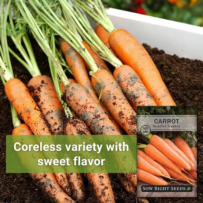 Sow Right Seeds - Scarlet Nantes Carrot Seed for Planting - Non-GMO Heirloom Packet with Instructions to Plant a Home Vegetable Garden - Indoors or Outdoor - Sweet and Vibrant Variety (1)