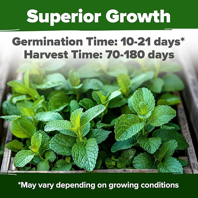HOME GROWN π¨π¦π π£π₯ππ ππ¨π  Lemon Balm Seed Pack - 403 Non-GMO USA Heirloom Herbal Tea Seeds - Bulk Lemon Balm Seeds for Planting Gardens Indoors or Outdoors - Herb Seeds (Melissa officinalis)