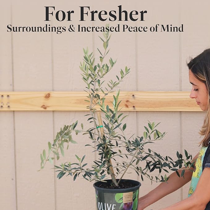 American Plant Exchange Live Arbequina Olive Tree, Fruit Bearing, Plant Pot for Home and Garden Decor, 6" Pot