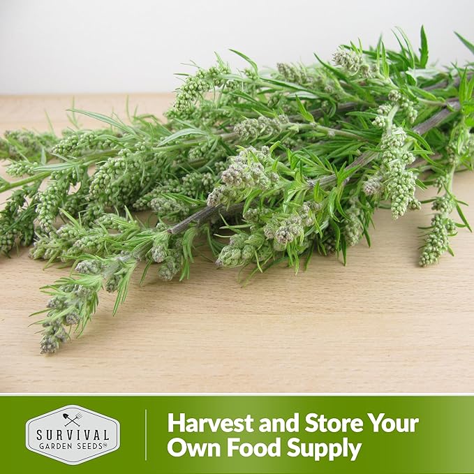 Common Mugwort Seed for Planting - 1 Packet with Instructions to Plant and Grow Artemisia Vulgaris in Your Home Vegetable Garden - Non-GMO Heirloom Variety - Survival Garden Seeds