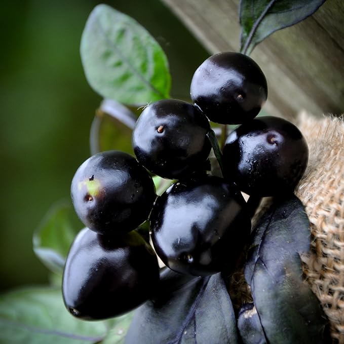 Black Pearl Hot Pepper Premium Seeds for Planting Packet + More