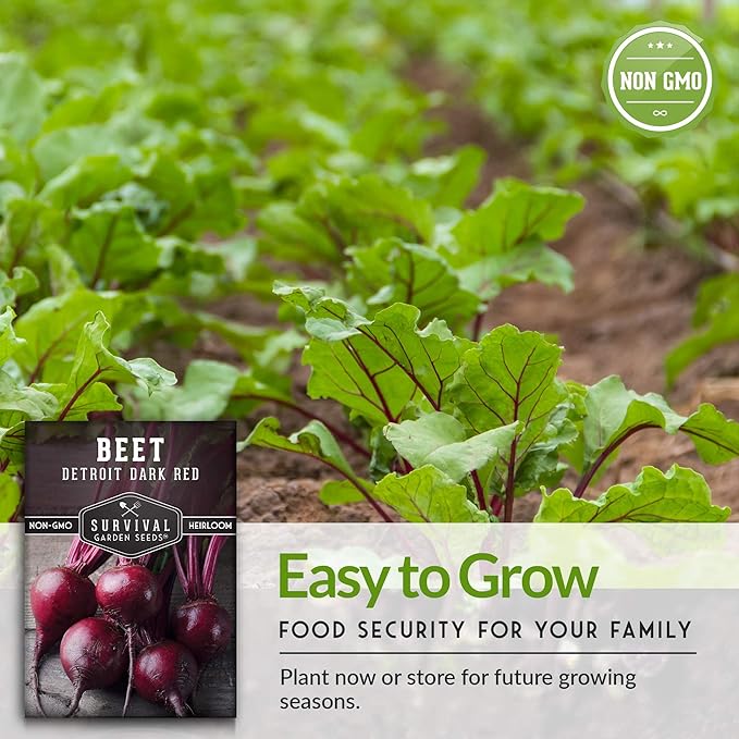 Survival Garden Seeds - Detroit Dark Red Beet Seed for Planting - 5 Packs with Instructions to Plant and Grow Delicious Root Vegetables in Your Home Vegetable Garden - Non-GMO Heirloom Variety