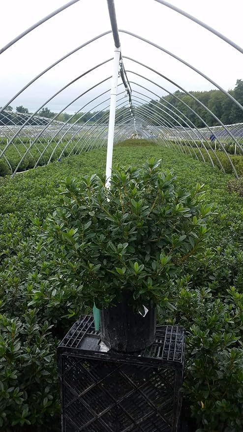 Azalea 'Karen' (Azalea) Shrub, lavender flowers, #2 - Size Container