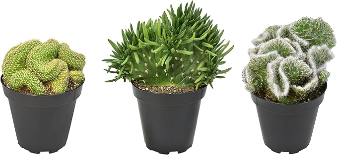 Altman Plants, Crested Live Cactus Plants Live Succulents (3PK), Cactus Plant Live Indoor Plants Live Houseplants, Live Plants Indoor Real Cacti Decor, Indoor House Plants Live Succulents Plants Live
